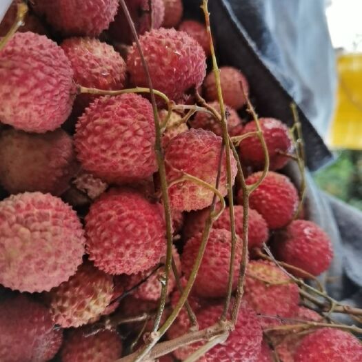 廉江市桂味荔枝 果园批发，桂味，鸡嘴荔枝可现场看果