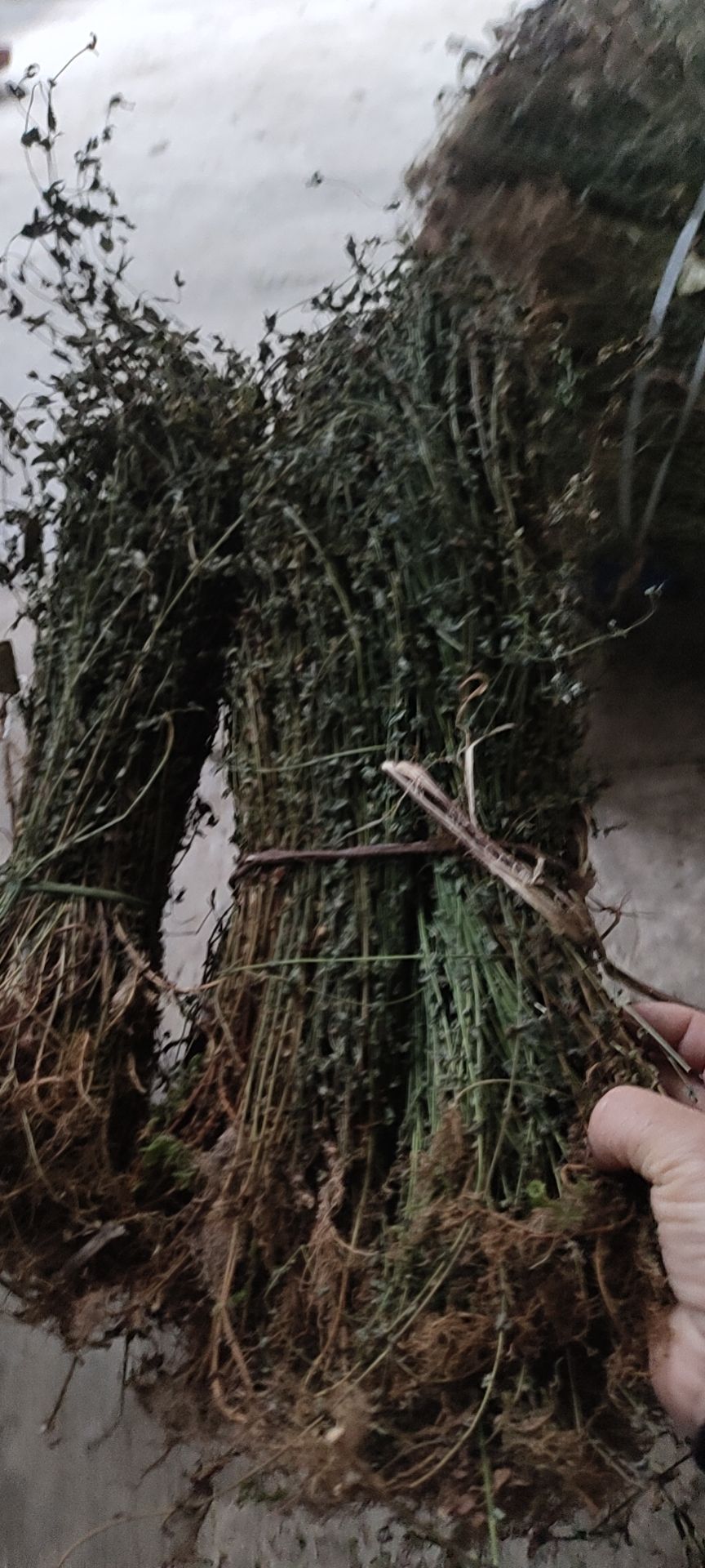 田基黄青绿色，天然晒干，一手货源，诚信经营，包邮