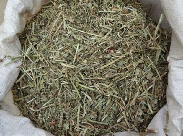 虞城县 花生秧