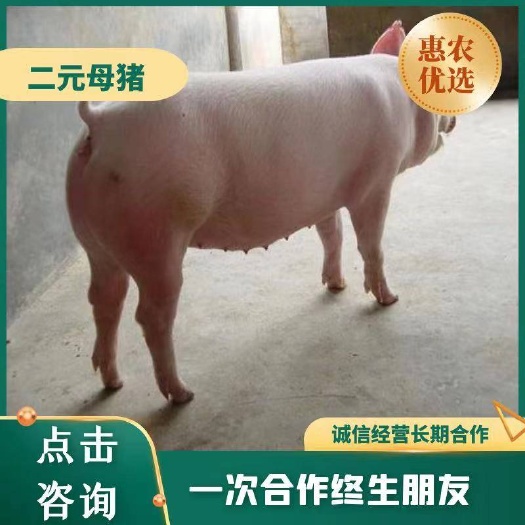 生猪  二元母猪，母性好，耐粗粮，适应性强，产崽率多，瘦肉率
