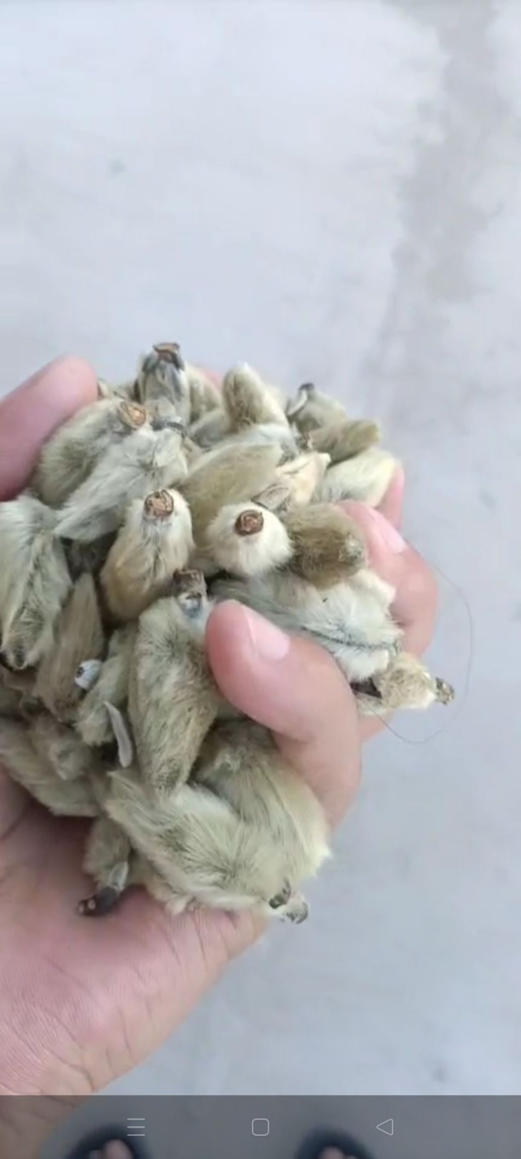 辛夷花茶   特级鼻炎通 辛夷花无柄 辛夷花 鼻炎花