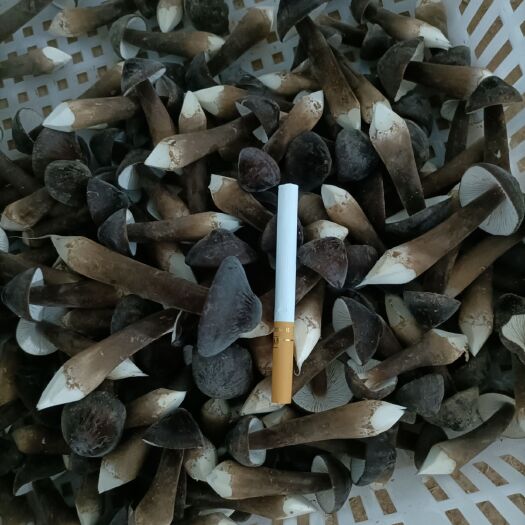太康县 黑皮鸡枞菌