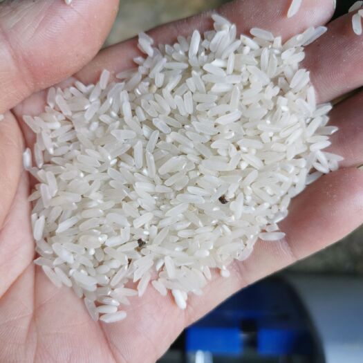 高安市籼稻谷  丰良优稻谷：水份13.5出米67杂质1点重金属不超