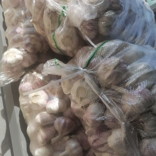邳州市红皮蒜，精品净蒜精品红蒜