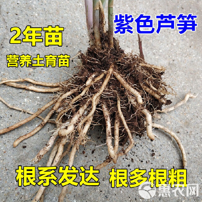 芦笋根  紫色芦笋苗抗病性强现挖现售可盆栽丰产稳产适宜四季栽