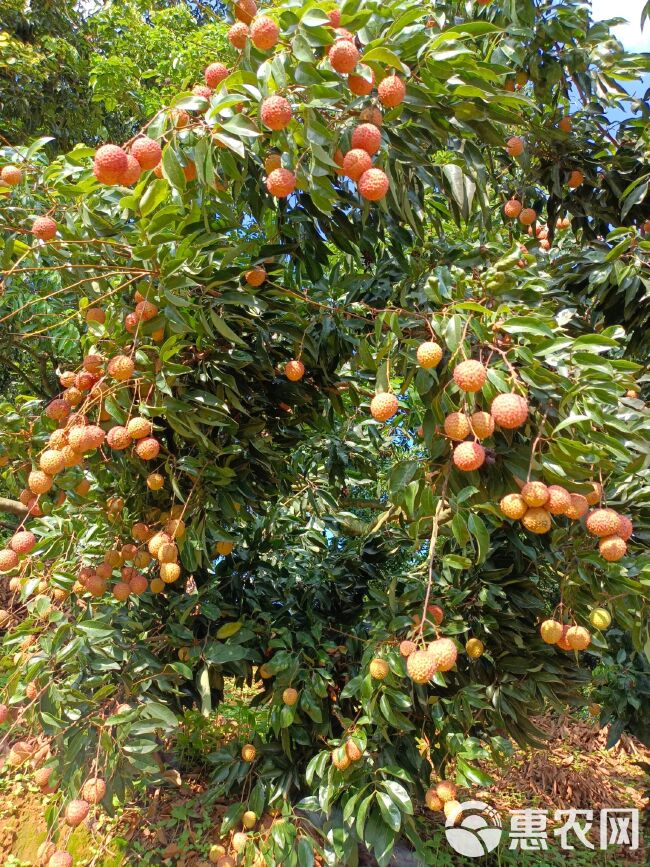 桂味荔枝  增城荔枝：桂味