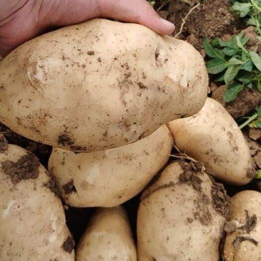 新野县荷兰15  黄心土豆，希森，沃土，中暑5质量好
