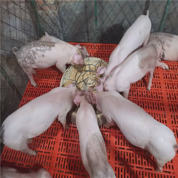 太湖猪  长太二元猪，长白和太湖杂交的优秀基因,母性好,