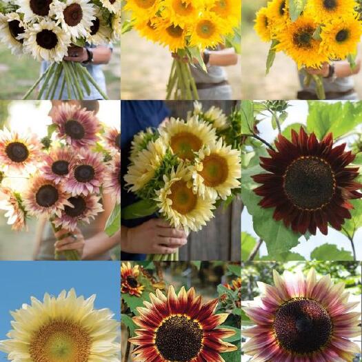  彩色向日葵鲜花