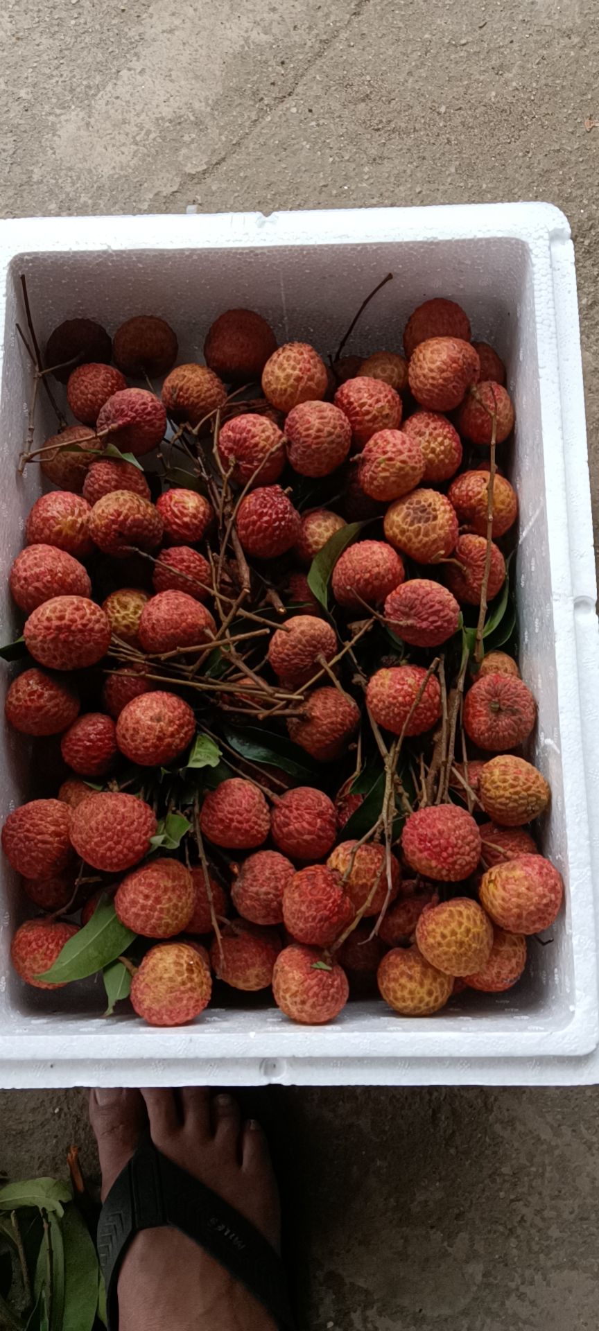 广东荔枝 糯米糍荔枝 10斤果大核小厚肉 清甜爽口 顺丰空运