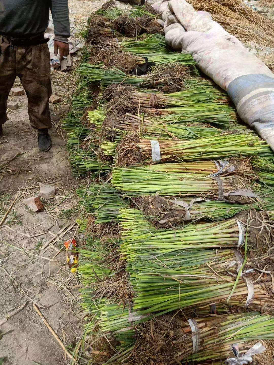 香蒲 水烛 盆栽香蒲 基地自产自销 量大价优
