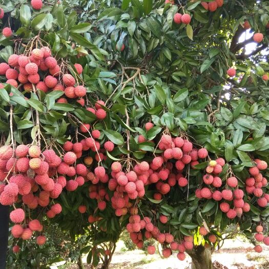 中山市桂味荔枝 中山市南朗镇 桂味 荔枝 批发 供应商