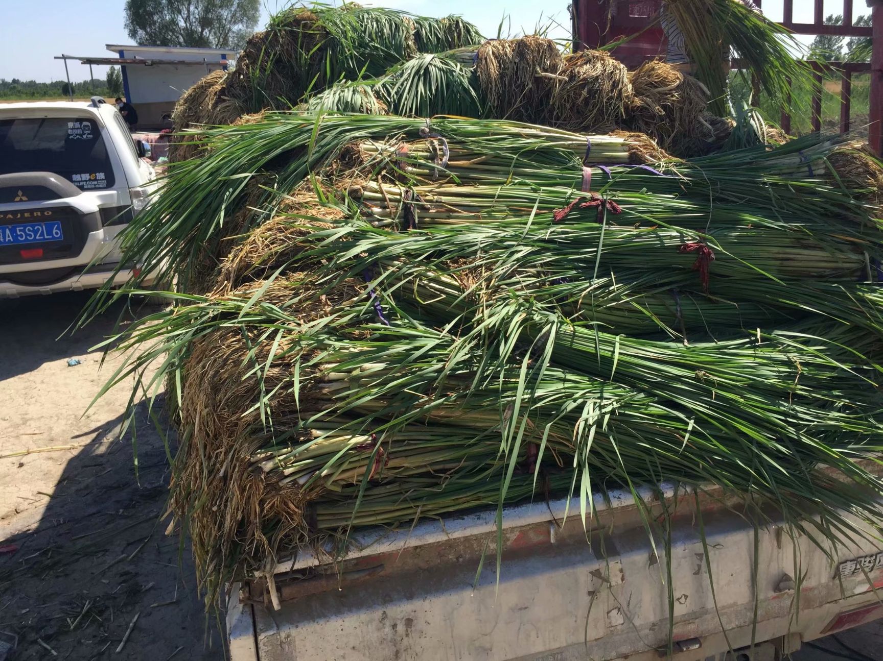 香蒲 水烛 盆栽香蒲 基地自产自销 量大价优