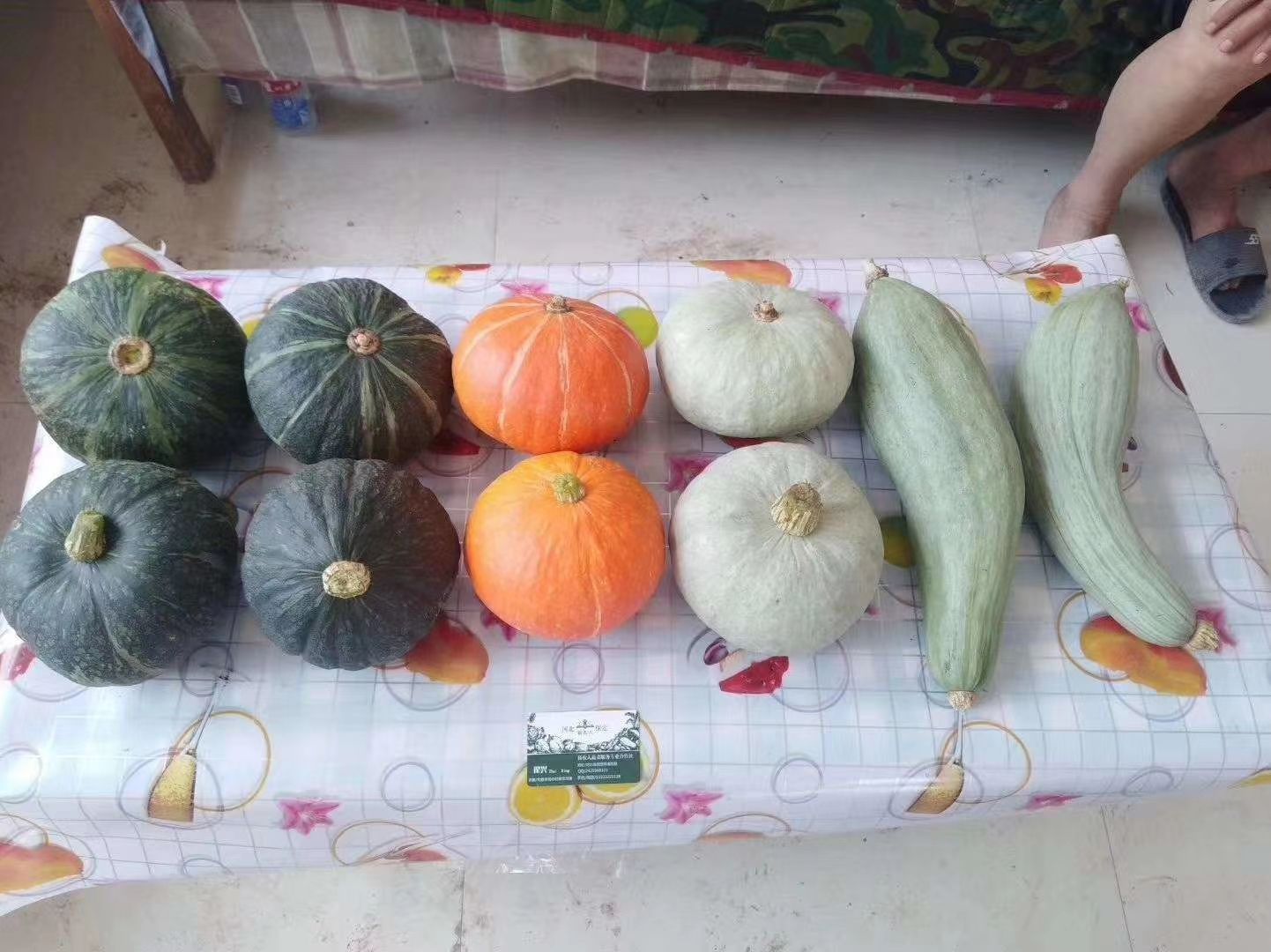  银栗南瓜