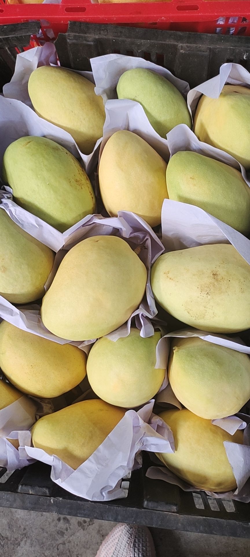 芒果,缅甸圣德龙大量上市