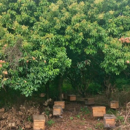 东源县荔枝蜜与百花蜜  刚收的现货1200斤