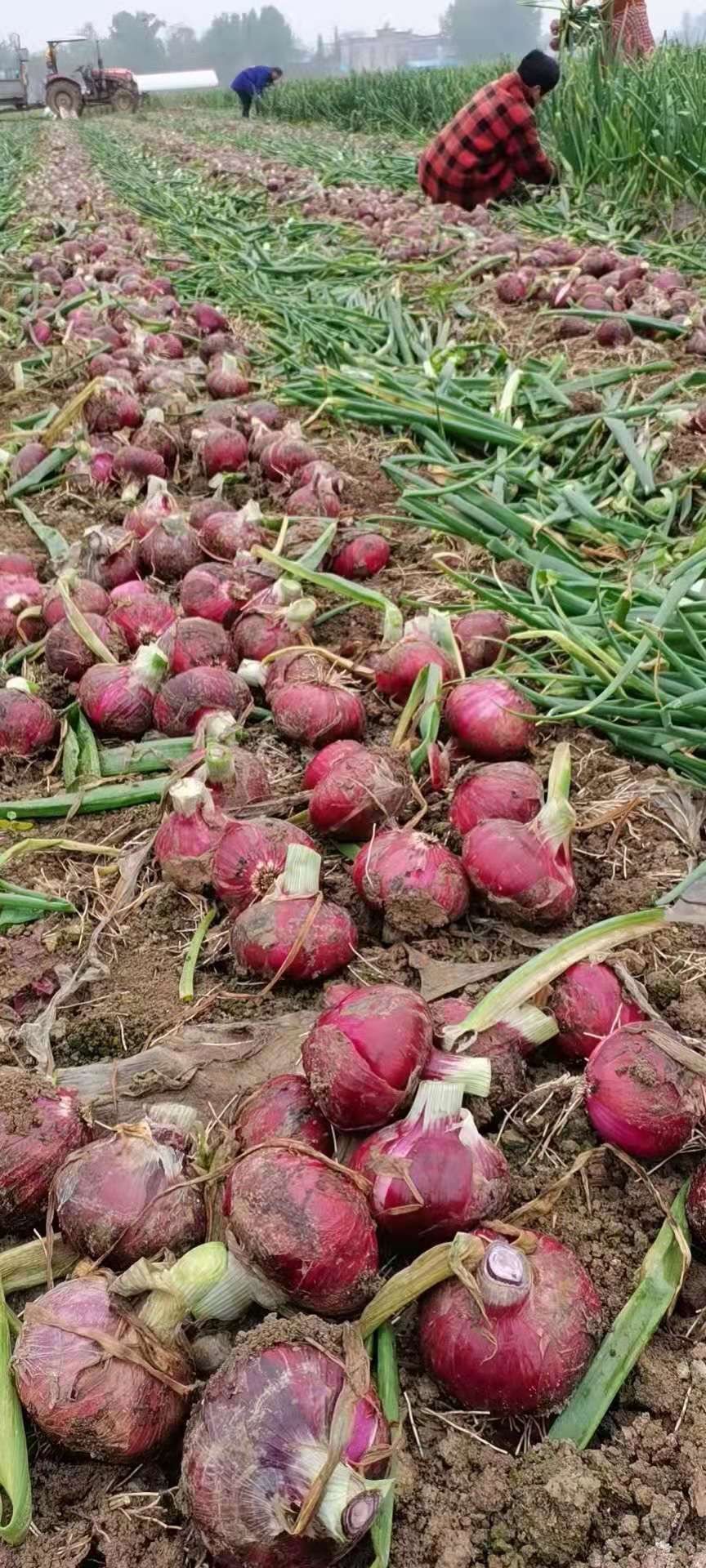红皮洋葱  精品二红洋葱大量上市，产地直发，