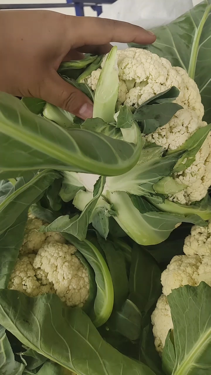 白花菜花  有机菜花大量上市。松花菜，