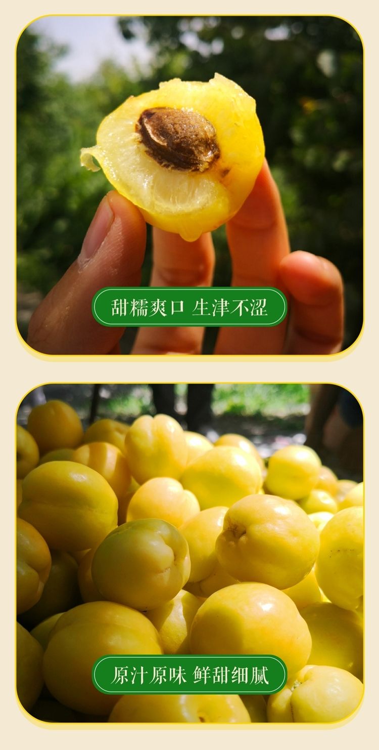 蒙阴当季新鲜珍珠油杏，金钱油蟠桃