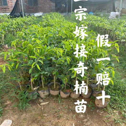 茂名奇楠沉香树  大量奇楠嫁接苗，品种规格齐全，价格优惠，批发零售 。