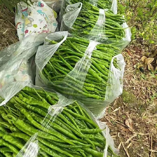 腾冲市薄皮椒 新鲜辣椒