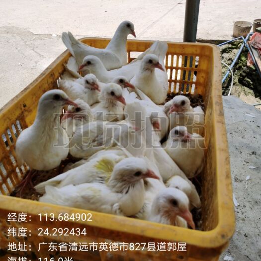 英德市乳鸽 新鲜 