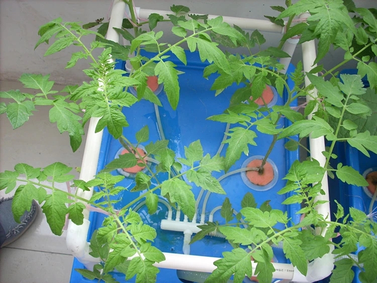 箱式无土栽培设备 阳台种菜 水培水耕蔬菜机 组合花架 盆