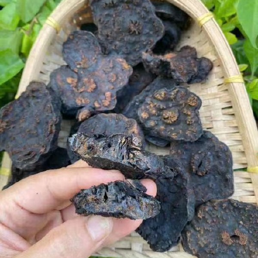 岑溪市广西首乌 老首乌  首乌  首乌  菊花纹形 黑豆木桶