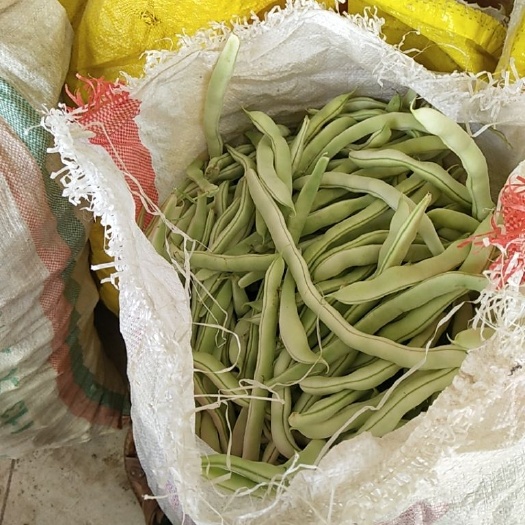 白条豆角  冷棚白豆角