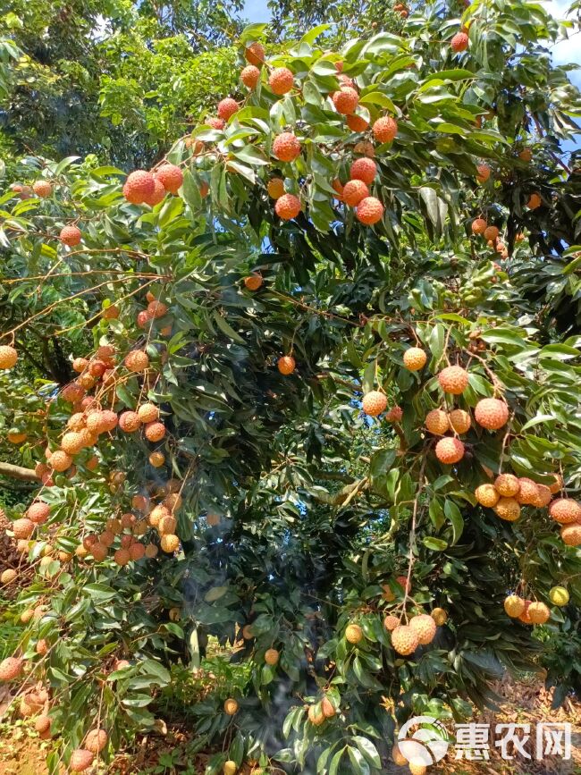 桂味荔枝  增城荔枝：桂味