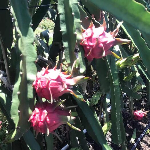 上林县金都一号火龙果  红心火龙果，4两起，无溃疡，无花