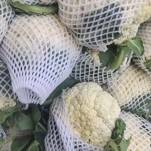 通许县白花菜花  有机菜花大量上市。松花菜，