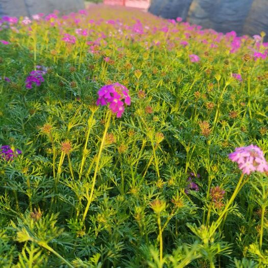 漳浦县细叶美女樱 