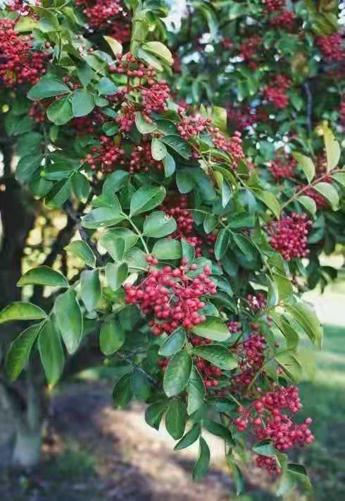 青花椒  红花椒  大红袍  花椒精品YY