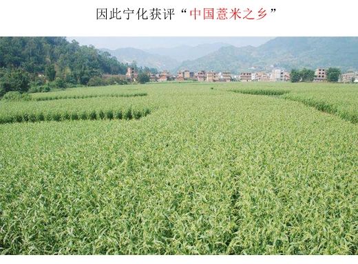 宁化薏米农家自产小薏米糯薏米