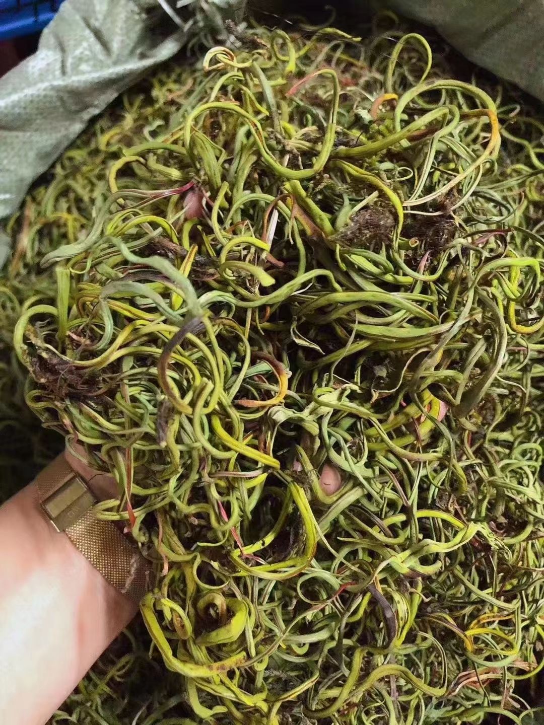 化石草  肾精茶   细叶化石草 正品干货  
