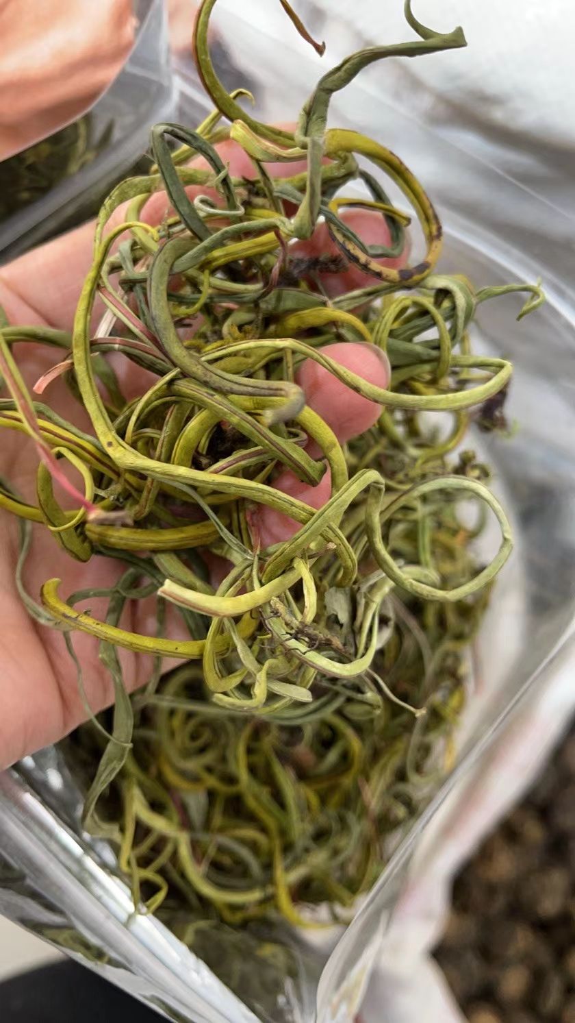 化石草  肾精茶   细叶化石草 正品干货  