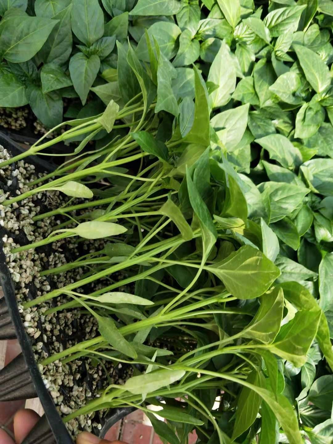 辣椒苗 越冬耐寒长尖椒苗 黄绿皮羊角椒苗 保护地推荐高产抗病