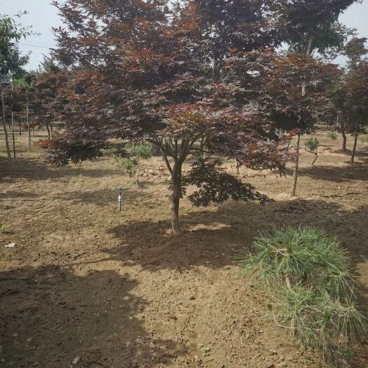 沭阳县日本红枫