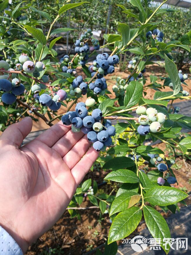 大量蓝莓鲜果农家基地直供。代收蓝莓代收尾果冻果。