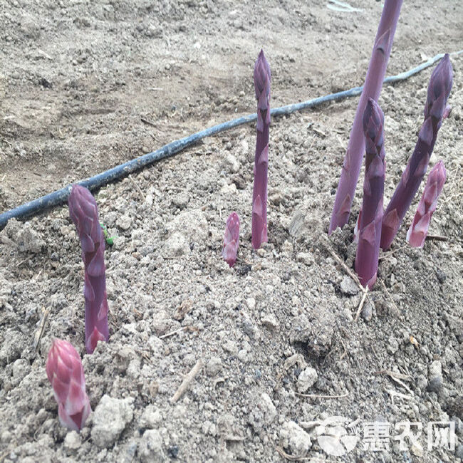 芦笋根  紫色芦笋苗抗病性强现挖现售可盆栽丰产稳产适宜四季栽