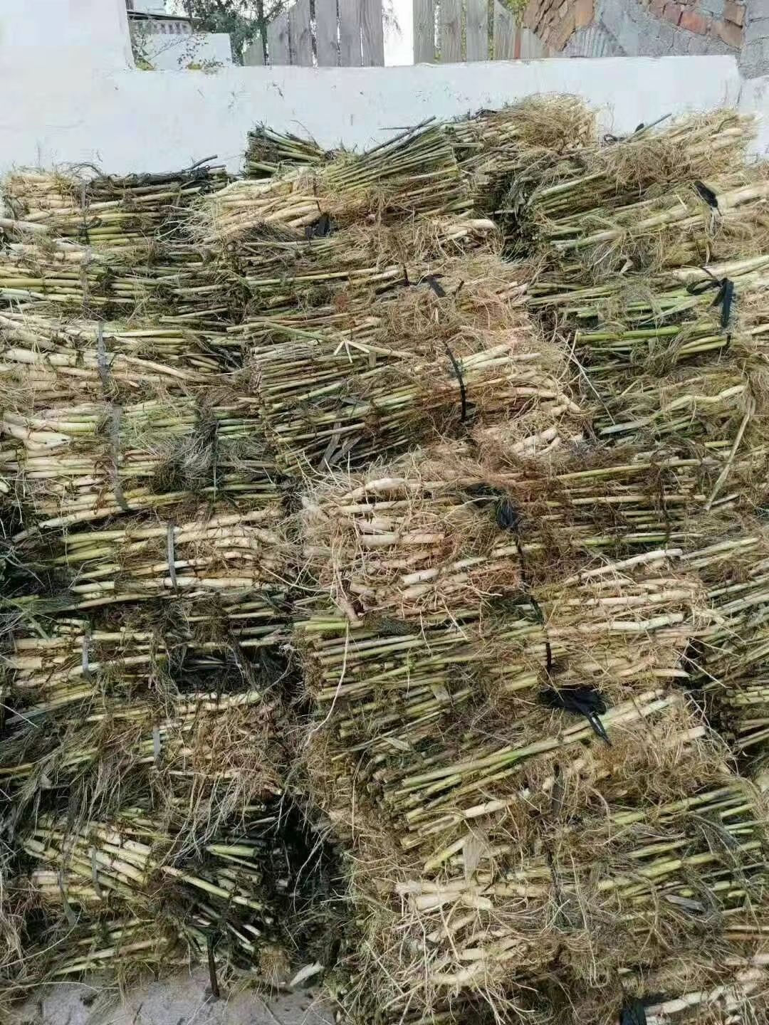 芦苇，白洋淀芦苇苗，盆栽芦苇，白根须多易成活，量大价优