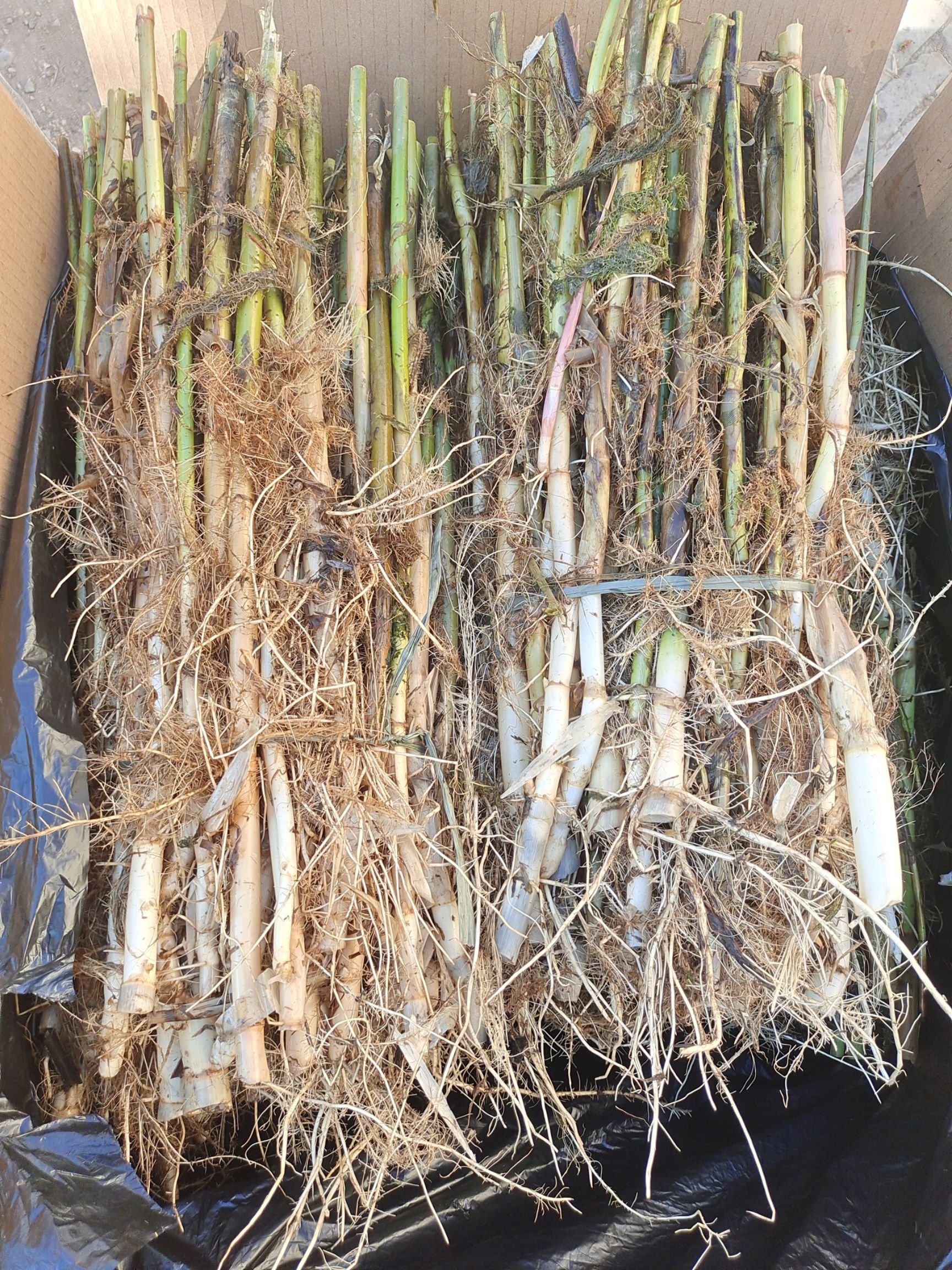 芦苇，白洋淀芦苇苗，盆栽芦苇，白根须多易成活，量大价优