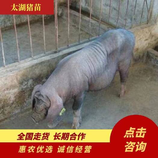 生猪  原种太湖母猪,产崽率高，适应性强，耐粗粮，好饲养 适
