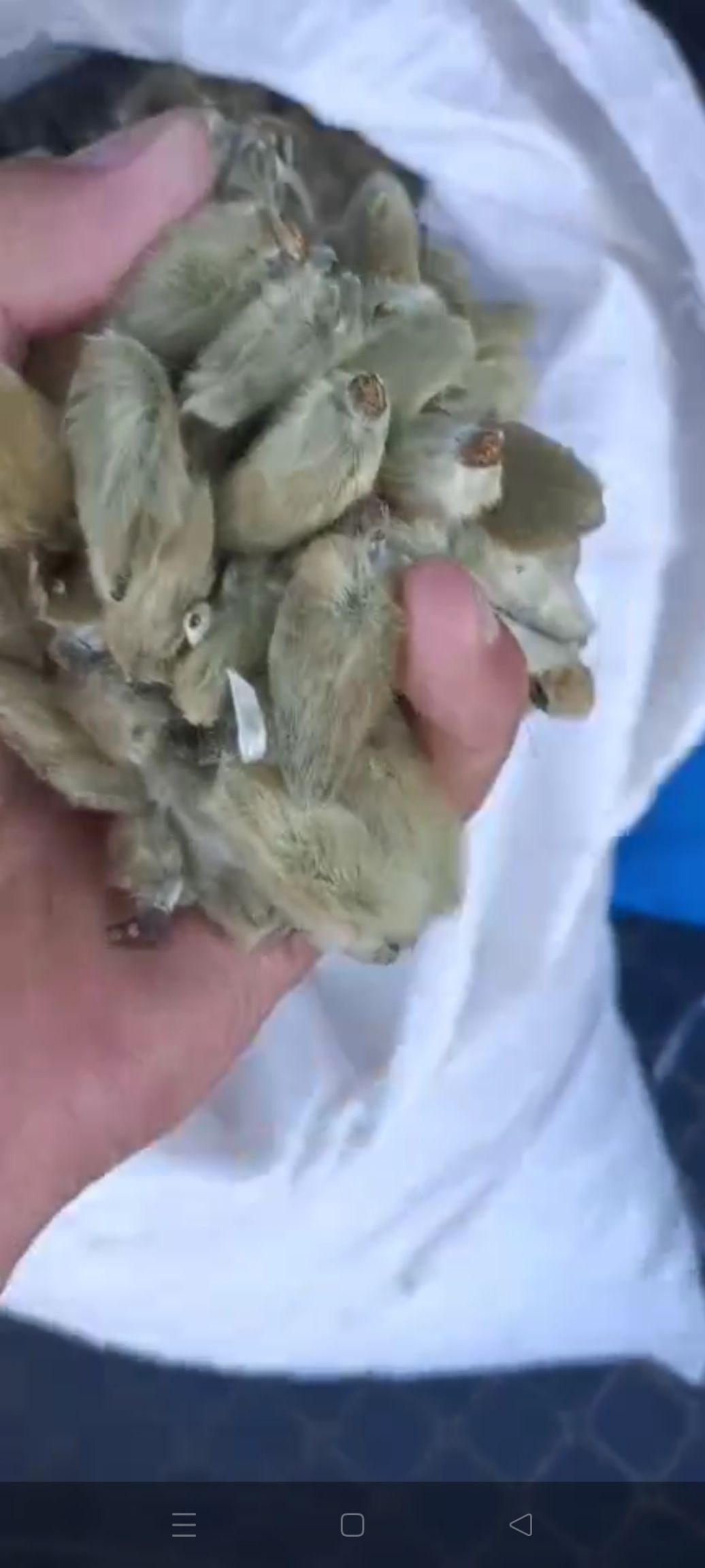 辛夷花茶   特级鼻炎通 辛夷花无柄 辛夷花 鼻炎花