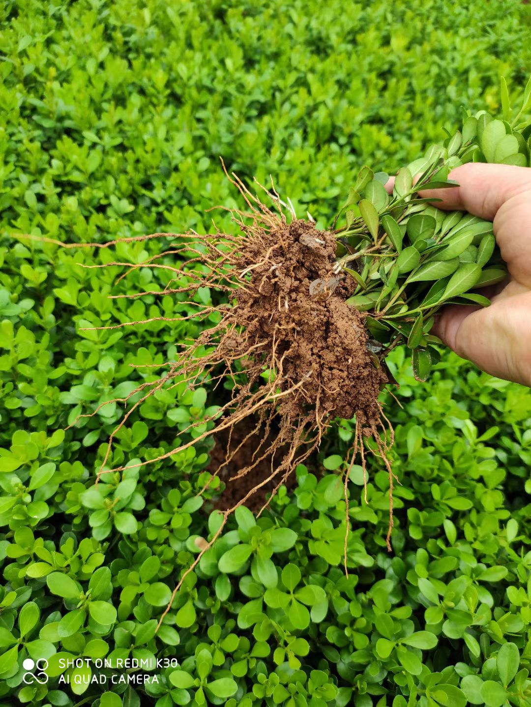 小叶黄杨  千插小苗