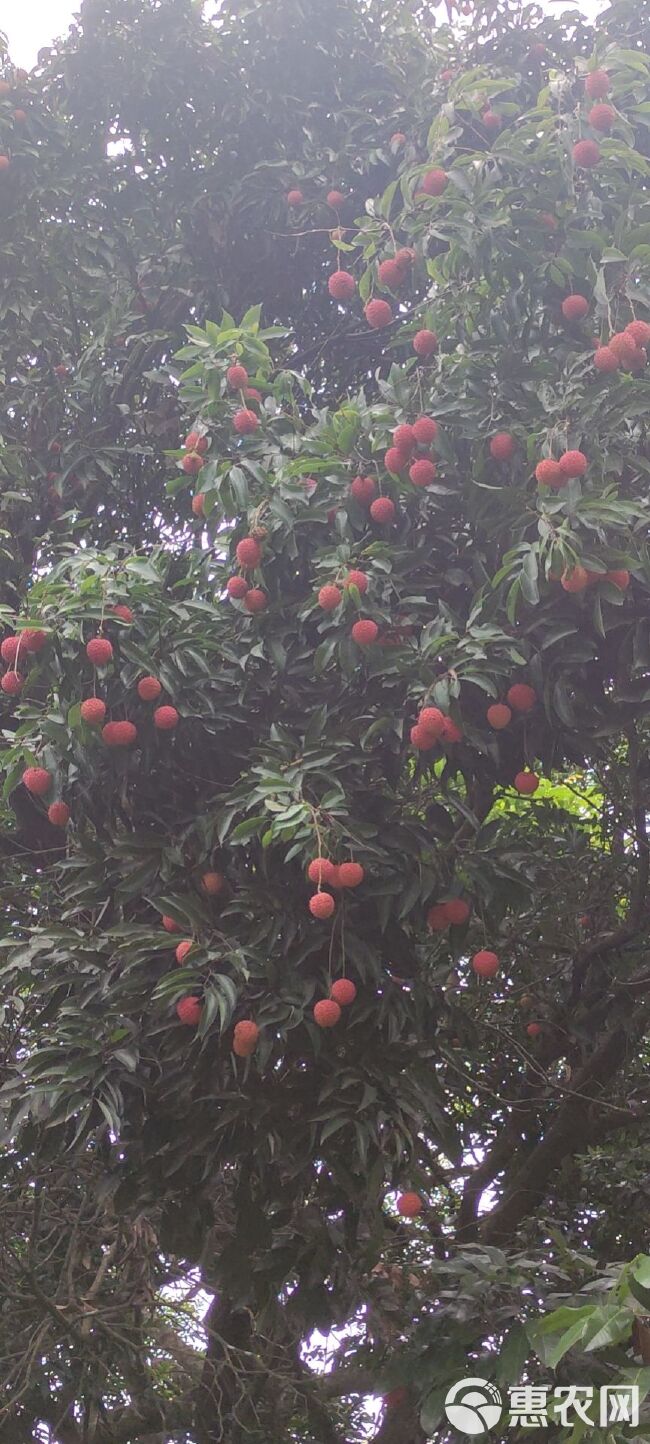 桂味荔枝  增城桂味