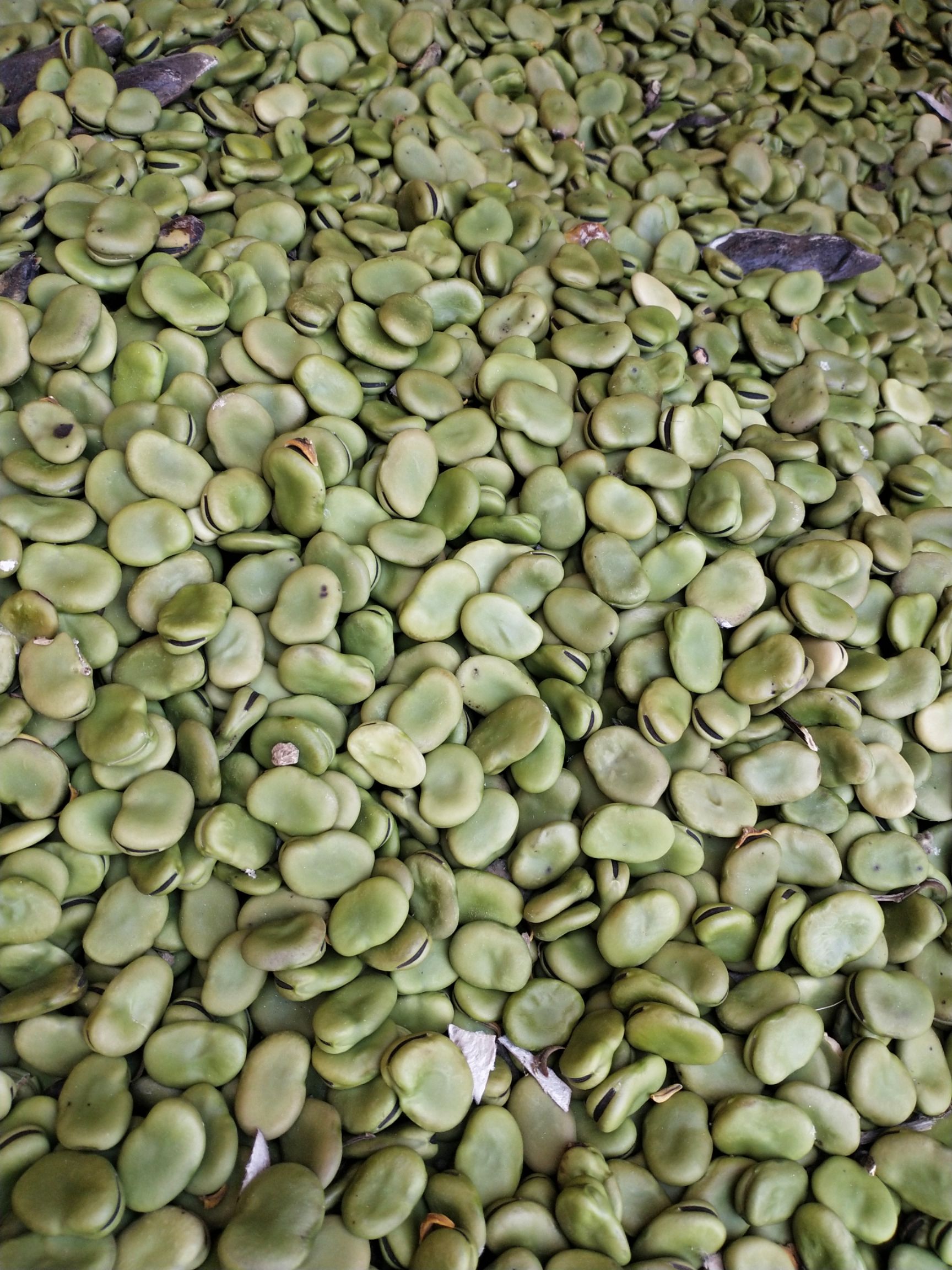 大量供货干蚕豆！保质保量，已熏蒸，可过筛