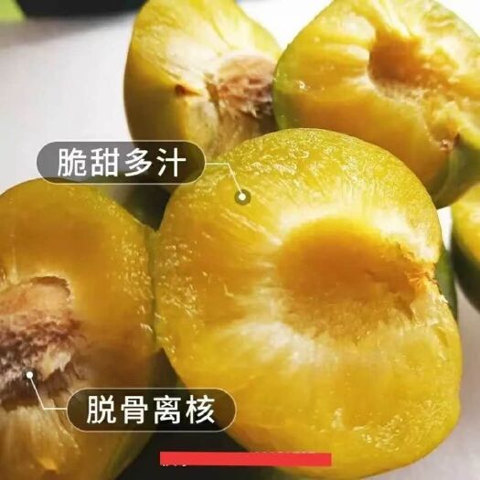 关岭县 正宗六马蜂糖李，皇上果