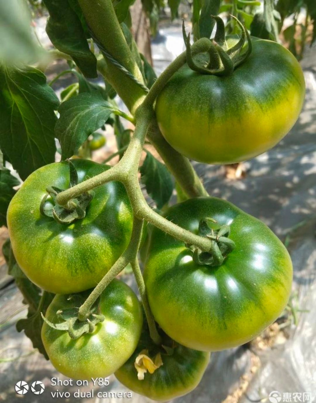 草莓番茄种子  品种推荐：夏秋茬口感番茄来了---优の鲜